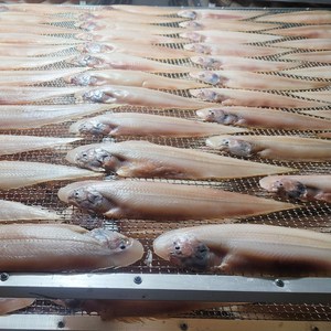 전라도청년 군산 반건조 박대 구이용 실내건조 진공포장, 5개, 29-31cm