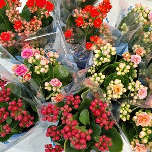 [성심] 칼란디바(공기정화식물)색상랜덤배송(3개묶음 SET), 3개