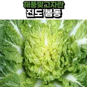 (해풍맞고자란) 제철출고 전라도 진도 봄동배추, 1박스, 1kg