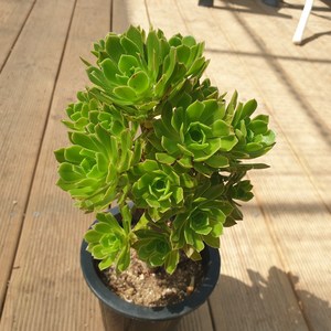 [수암다육] 청법사 랜덤발송 Aeonium arboreum 랜덤발송 다육 다육이 다육식물, 1개