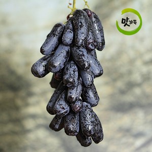 맛가득 프리미엄 가지포도 블랙사파이어 500g 1kg 2kg 3kg, 1개