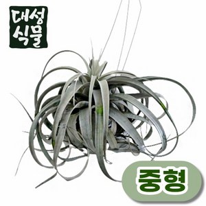 세로그라피카 중형 새로그라피카 실내 공기정화 행잉 희귀 식물 대성식물, 1개