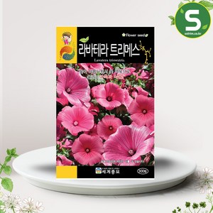 솔림텃밭몰 라바테라트리메스 씨앗 300립 꽃씨앗 아욱과식물, 1개