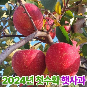안동 청송 프리미엄 햇 사과 가정용, 1개, 4.5kg