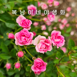 애기분홍찔레 [3포트 복남이네야생화 모종 핑크 초미니찔레장미 rose brier], 3개