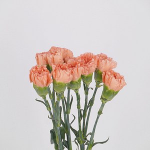 [플라워팜팜] 어버이날 대륜 카네이션 10송이 3 colos 생화 꽃배달, 오렌지, 1개
