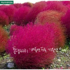 홍댑싸리 [4포트 복남이네야생화 모종 꽃댑싸리 코키아 kochia], 4개