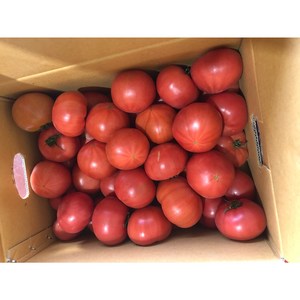 우리유통 토마토 대저토마토 짭짤이토마토 짠맛나는토마토 맛있는토마토 싱싱한토마토 농산물도매시장중도매인 직판장 토마토도매가
