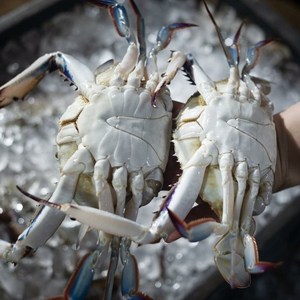 (한조은꽃게하우스) 국내산 연평도 가을 숫꽃게 봄 알배기 암꽃게 급냉꽃게 1kg, -3.국내산 서해제철 숫꽃게 中 3-5미, 1개