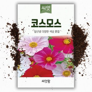 씨앗팜 야생화 꽃씨 코스모스 종자 씨앗 (400립) 국화과 한해살이 일년생, 1개