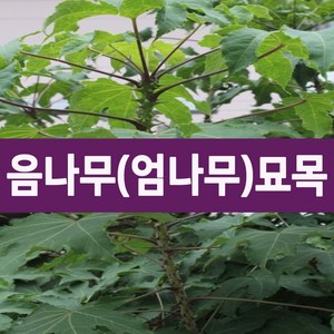 [나무의모든것] 가시있는 음나무묘목 1~2년생, 가시있는 음나무묘목 중묘(25cm이상), 1개