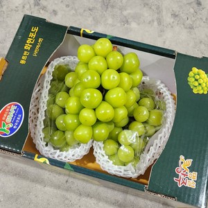 프리미엄 샤인머스켓 고당도 망고포도 선물세트, 샤인머스켓 2kg (2-3수), 1박스