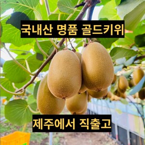 고당도 명품 제주 골드키위 대용량, 75개, 5kg, 소과(75과 내외)