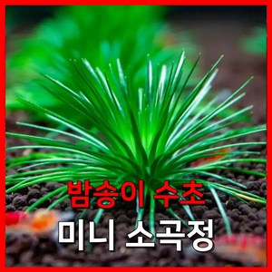 [수초농부] 미니 소곡정 밤송이 수초, 1개