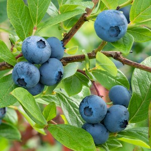 상상정원 레카 (블루베리) 나무 묘목 - 포트묘, 1개, 2년생/포트