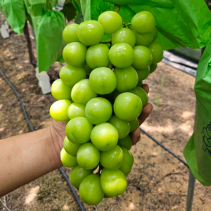 19브릭스 고당도 샤인머스캣 프리미엄 청포도, 1개, 2kg (3~4수)