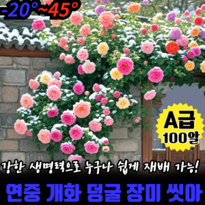 [연중개화]사계절 덩굴 장미 씨앗 다계절 장미 씨앗 덩쿨 장미 씨앗, A급 100알
