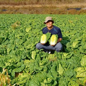 강원도 고랭지절임배추 20kg(지정일 예약배송) 절임배추20kg 해올찬 절임배추, 24년1월12일 출발 - 1월13일 도착