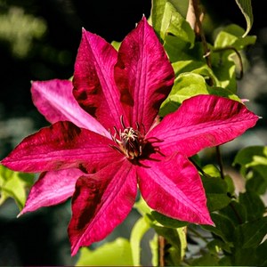 세종식물원 클레마티스 113. 솔리다르노시치 p9포트 으아리꽃 꽃화분 봄꽃