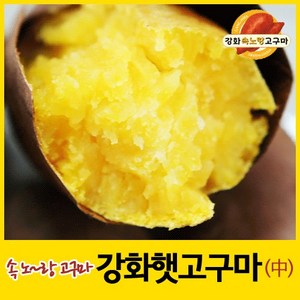 [농장직송] 강화속노랑고구마 강화도호박고구마 햇고구마 [소/중/대] 5kg 10kg 선택., 1박스, 중간크기 10kg