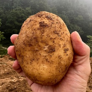 2024 햇감자 농산물, 1박스, 흙감자(중)1.5kg