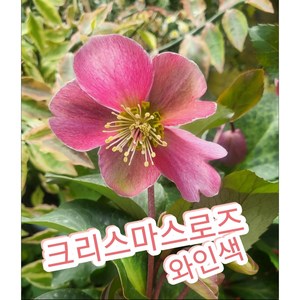 크리스마스로즈-대/아무리 추워도 꽃을 피우는 크리스마스로즈, 1개