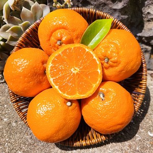 [농장직송] 제주 프리미엄 고당도 카라향 15bix, 1개, 카라향 가정용 2kg (7~13과)