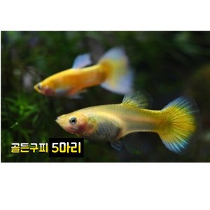 골든구피 5마리, 1개