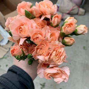 [사직생화] 하마다 스프레이카네이션 생화 한단, 1개