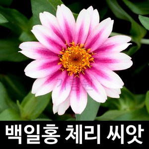 체리 백일홍 씨앗 꽃씨 꽃씨앗 종자 야생화 씨 10알, 1개