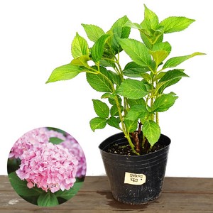 수국 엔들레스썸머 마크로필라수국 여름꽃 키우기 썸머러브 진분홍, 1개, 01)오리지널핑크