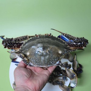 서해안 통큰 특대 꽃게 숫꽃게 4kg 냉동, 통큰 특대 숫꽃게 4kg(13미 내외), 1개