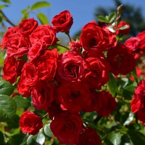 사계장미 줄장미 넝쿨장미 스칼렛 개화주 장미 나무 묘목 망포트 5주 묶음, 1개, 스칼렛 망포트 5주 묶음