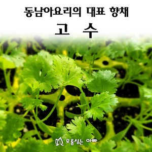 [모종심는아빠] 동남아요리 대표 향채 고수, 모종12포트, 1개