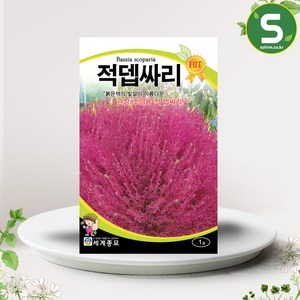 솔림텃밭몰 적뎁싸리 1g 뎁싸리 꽃씨앗 종자 관상 조경용, 1개