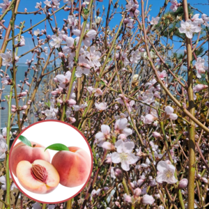 신비 복숭아 접목1년 묘목 과일 나무 정원수 유실수 과실수 결실수 재배 키우기, 신비복숭아 접목1년 1주, 1개