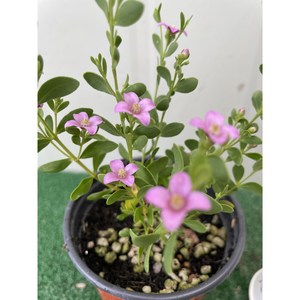 [다온야생화] W6188 사계보로니아 (10cm) [랜덤], 1개