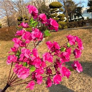 [왓위셀] 진달래 조화 핑크 봄 꽃 부쉬 산소조화꽃