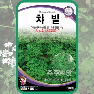 챠빌 씨앗 100립 처빌 차빌 chervil 허브씨 cerefolium 전호속, 1개