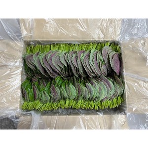 깻잎 밀양깻잎 10개입(500g내외), 500g, 10개