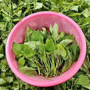 [오늘도산들해] 국내산 광양 산지직송 당일수확한 봄나물 취나물 생취나물, 1kg, 1개