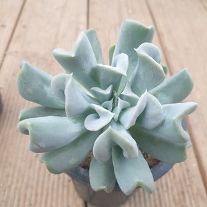 [수암다육] 특엽옥접 랜덤발송 Echeveria runyonii 'Topsy Turvy' 랜덤발송 다육 다육이 다육식물 톱시토비, 1개