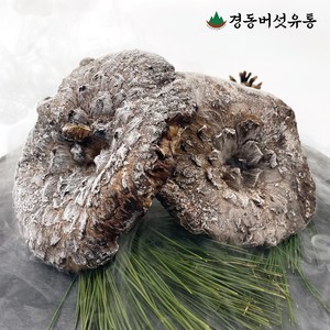 [경동버섯유통 송이 능이] 자연산 능이버섯 / 냉동 1kg 냉동능이/특A급 A급 B급 C급 P급 육수용, 냉동능이 P급(육수용)1kg, 1개