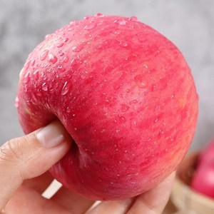 [황금당도] 꿀과즙 달콤한 못난이사과 한정판매, 1개, 5kg