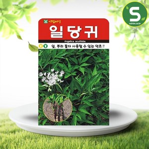 솔림텃밭몰 일당귀씨앗 300립 당귀씨앗 당귀씨 약초씨 왜당귀씨, 1개
