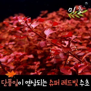 [미초] 루드위지아 슈퍼레드 수초 10촉 / 유경 수초 / 레이아웃 / 어항 수초, 10개