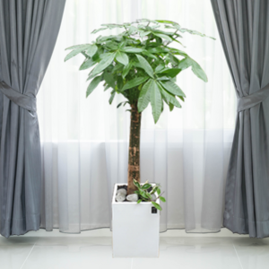 에코플랜트 대형화분 개업 거실 인테리어 실내 식물 카페 승진 사무실이전 화분 배송[서울.경기 평일 당일배송] <지방 및 영종도 가평 강화도 배송불가>, 01. 파키라 흰색, 1개” loading=”lazy” style=”width: object-fit; max-width: 100%; max-height: 300px; display: block; margin: 0 auto;”>
        </div>
<div style=