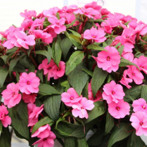 [1+1] 핑크 임파첸스 20립 (Impatiens walleriana), 2개