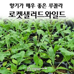 [모종심는아빠] 향기가 매우 좋고 식감이 부드러운 루꼴라 로켓샐러드와일드 모종, 모종12개, 1개