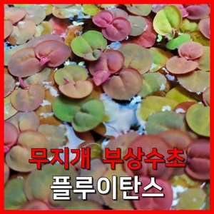 [수초농부] 플루이탄스 무지개 부상 수초, 10개